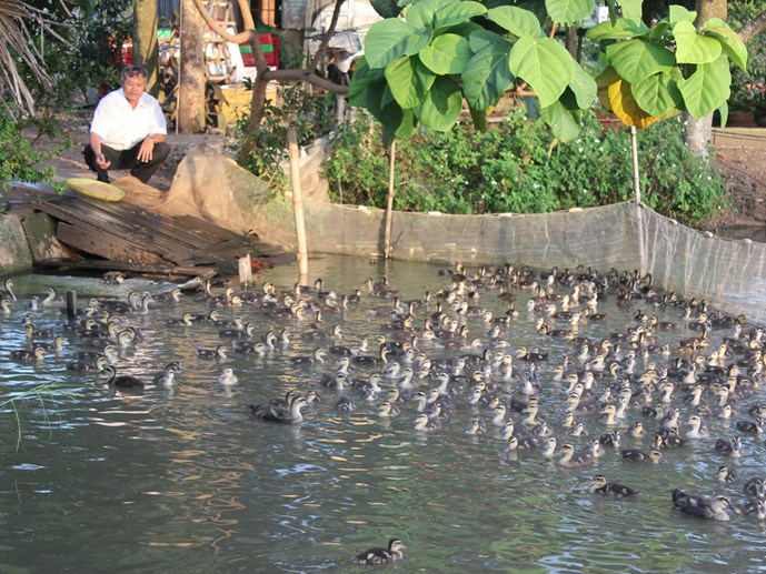Thành[-]công[-]từ[-]nuôi[-]vịt[-]trời[-]ở[-]phố[-]núi